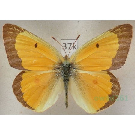 Colias eurytheme Boisduval, 1852 male USA37k